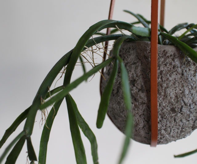 リプサリス ミクランサ Jujumaru Webshop