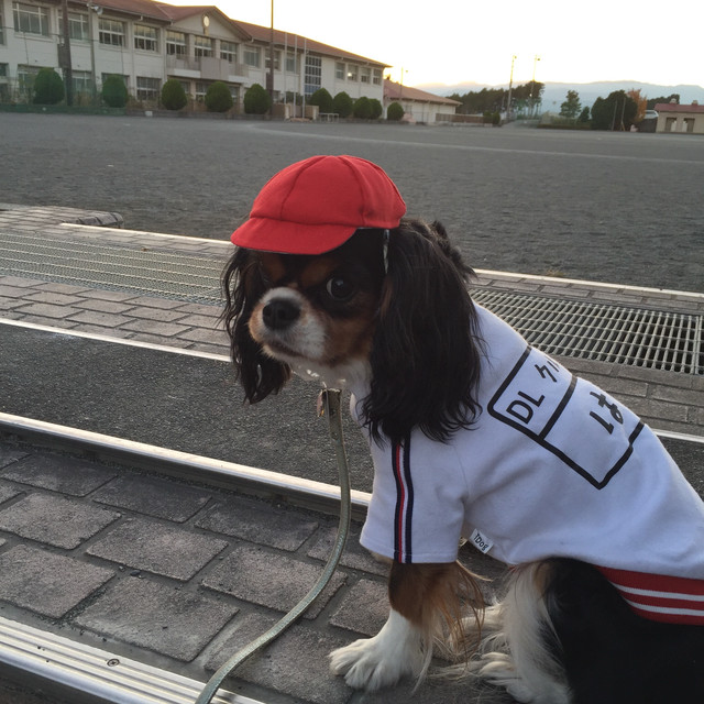 運動会に コスプレに 赤白帽 赤 白 ウルトラマンもできる 犬用サンバイザーと帽子 オーダーメイド犬猫の洋服 ちまっちアットワーク