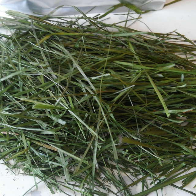 21春夏刈り 国産乾燥イタリアンライグラス 40ｇ ウィングリーフ 悠兎通販部