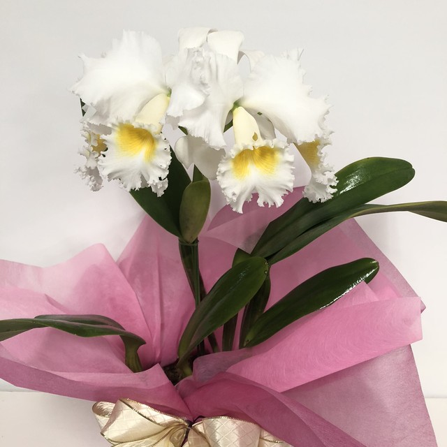 リアルサープラス カトレア美品 同時購入値下げします 爆売り Www Eatforhealth Gr