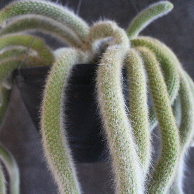 ヒルデウィンテラ カラデモノニス Jujumaru Webshop