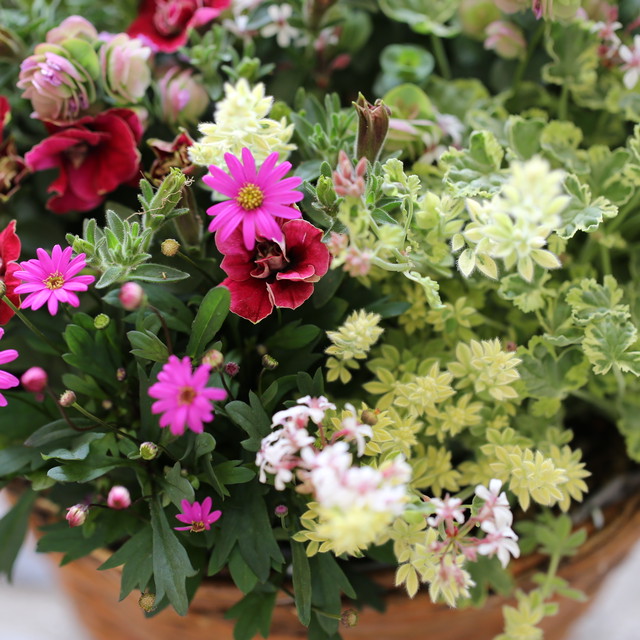 寄せ植え Chels Green