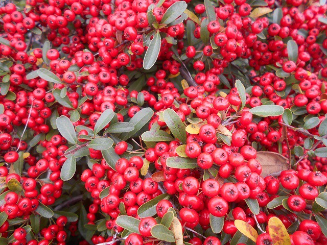 ピラカンサスの実の写真 写真屋 ６ 植物