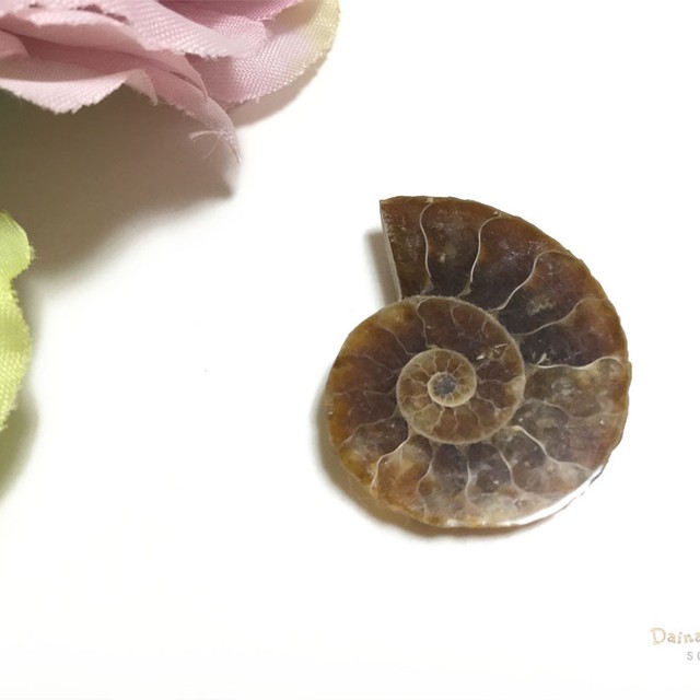 アンモナイト 化石 オウムガイのような 渦巻き状 示準化石 ハーフ ダイナデザイン 天然石 化石 標本 素材 天然石アクセサリーのお店 Daina Design