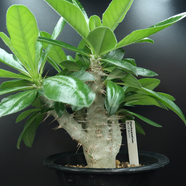 パキポディウム サンデルシー サウンデルシー Pachypodium Saundersii コーデックス 塊根植物 Bios Plants