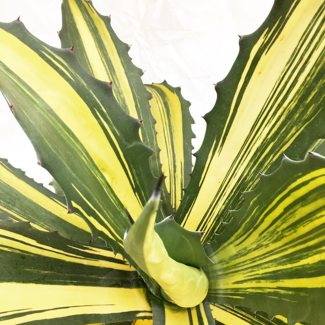 アガベ フェロックス錦 Agave Salmiana Var Ferox Variegata Spg For Sale