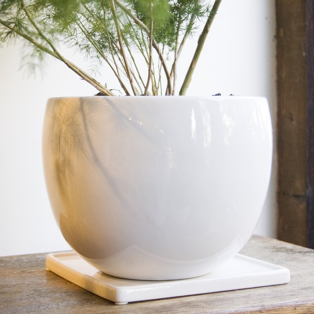 アスパラガス マコワニー Neo Green