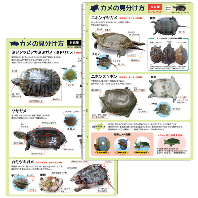 カメの見分け方 下敷き 生態工房 購買部