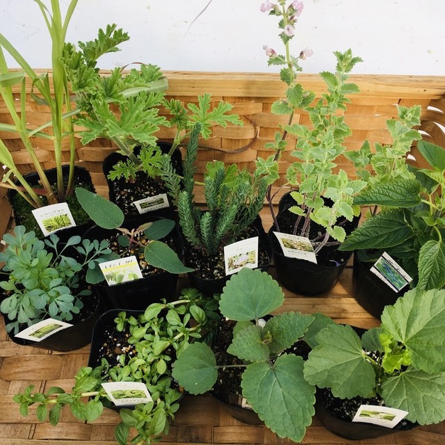 旬のおすすめハーブ苗セットa 10種類詰合せ ナチュラルマルシェ ソヨソヨ