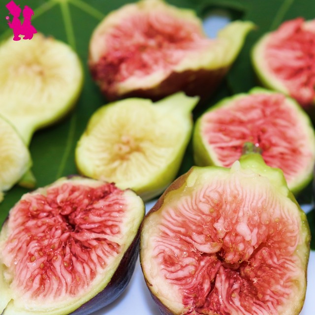 イチジク6号鉢 ゼブラスイート2年生大苗 ラベル付き