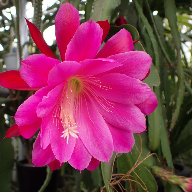 Epiphyllum Hybrid Artemis 鉢直径１１ ５ｃｍ ｕｎｂｅｒ ｋｅｌｐ クジャクサボテン 販売 森林サボテン 販売