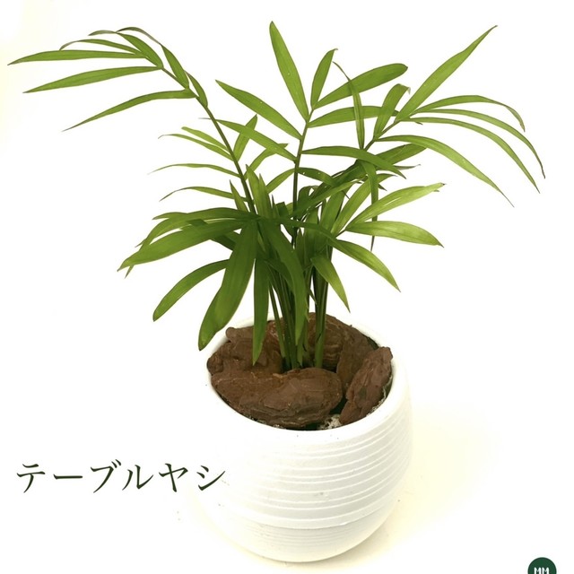 送料無料 テーブルヤシ 球鉢 ホワイト Mossmoss 苔玉 おしゃれな観葉植物の通販