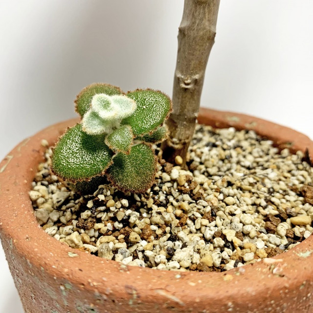 カランコエ ベハレンシス スモールフォーム ノタ