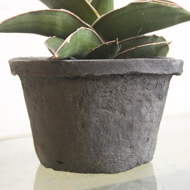 サンセベリア サムライドワーフ Neo Green