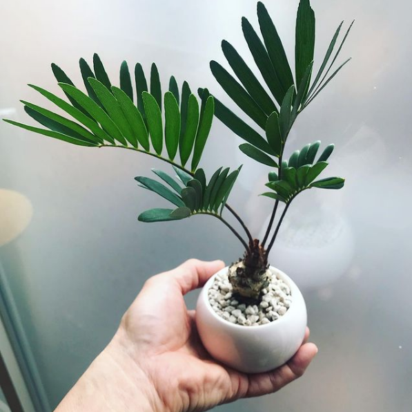 ザミア フロリダーナ Neo Green