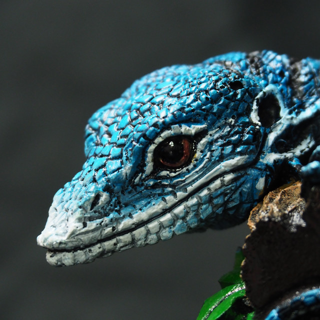 コバルトツリーモニター Varanus Macraei Y O N M A R U 40 ヨンマル