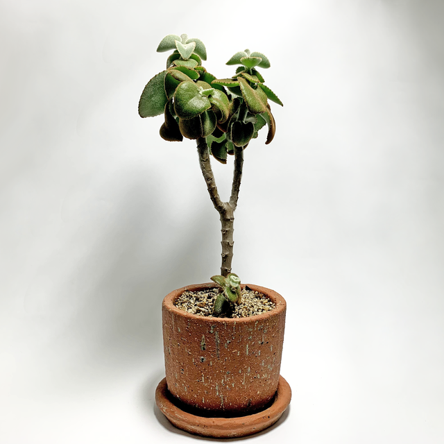 カランコエ ベハレンシス スモールフォーム ノタ