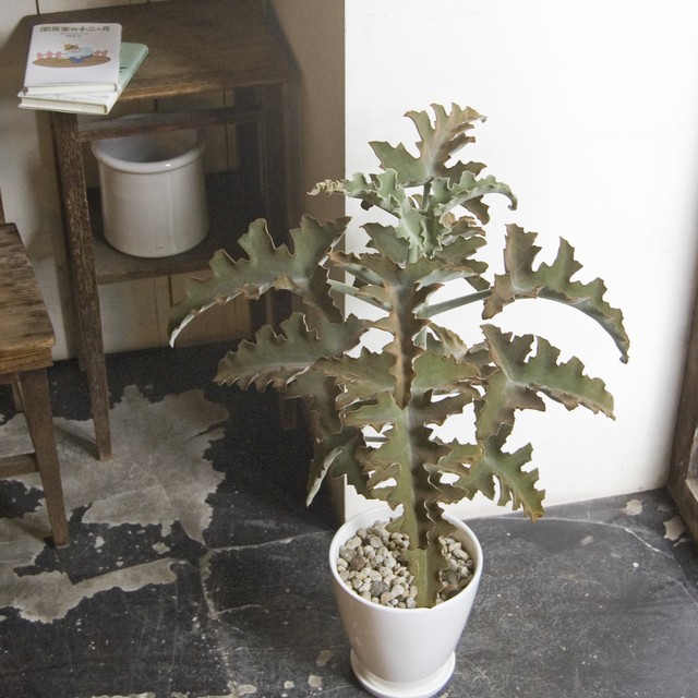 カランコエ ベハレンシス Neo Green