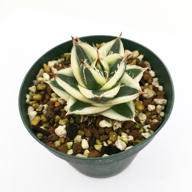 アガベ ピンキー Agave Filifera Compacta Pinky Spg For Sale