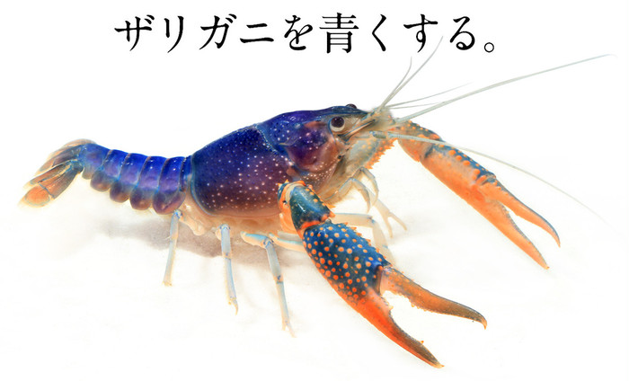 ザリガニ Crayfish Japaneseclass Jp