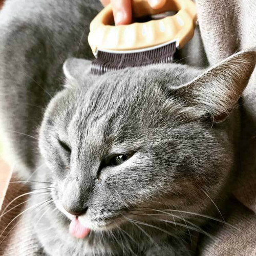 ブラッシング嫌いの猫もメロメロに ペットにも使う人にも優しい猫ブラシ Base Mag