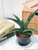 観葉植物 サンスベリア マライカ 3号ポット Sansevieria PG200117