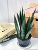 観葉植物 サンスベリア ディザルティ ミカドタイプ 3号ポット Sansevieria PG200123