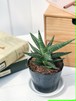 観葉植物 サンスベリア ケニア 3号ポット Sansevieria PG200112