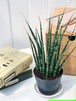 観葉植物 サンスベリア ファンウッド ミカドタイプ 3号ポット Sansevieria PG200120