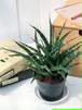 観葉植物 サンスベリア ファンウッド 3号ポット Sansevieria ‘Fernwood’ PG200113