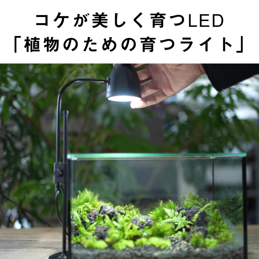 ガラス容器 苔テラリウム用 cm水槽lowタイプ 苔テラリウム専門ショップ道草