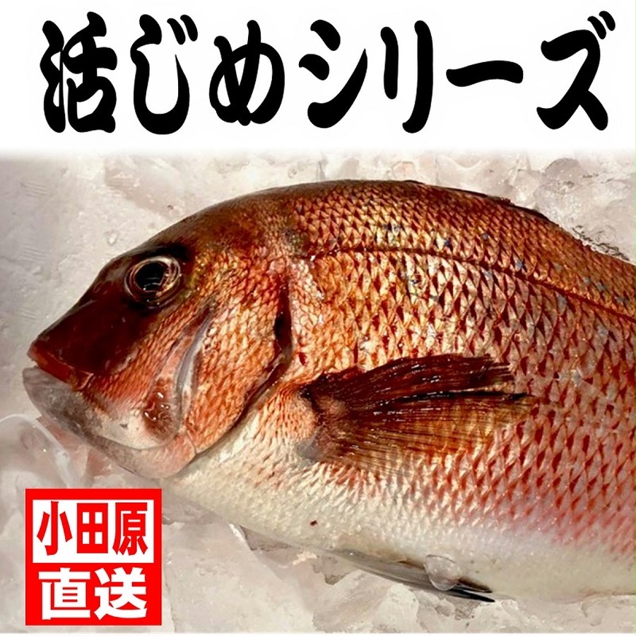 真鯛 活き締め 約1.5kg 刺身用・生食用 【 小田原港 より 即日発送 うまいもの市場 活〆シリーズ 】 鮮度重視、旨味が違います 【冷蔵便】 |  うまいもの市場