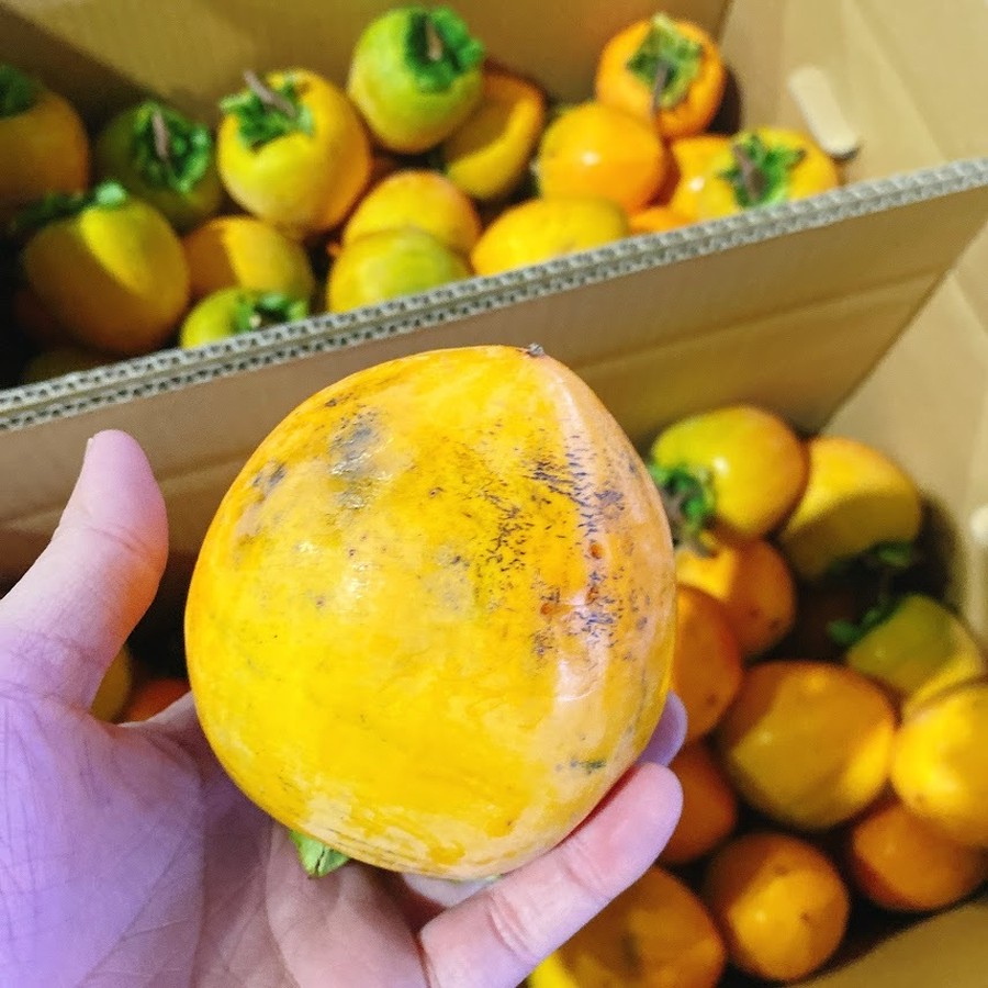 干し柿用】 岩手県産 蜂屋柿(渋柿) 約10㎏×2箱 商品詳細｜有限会社佐々