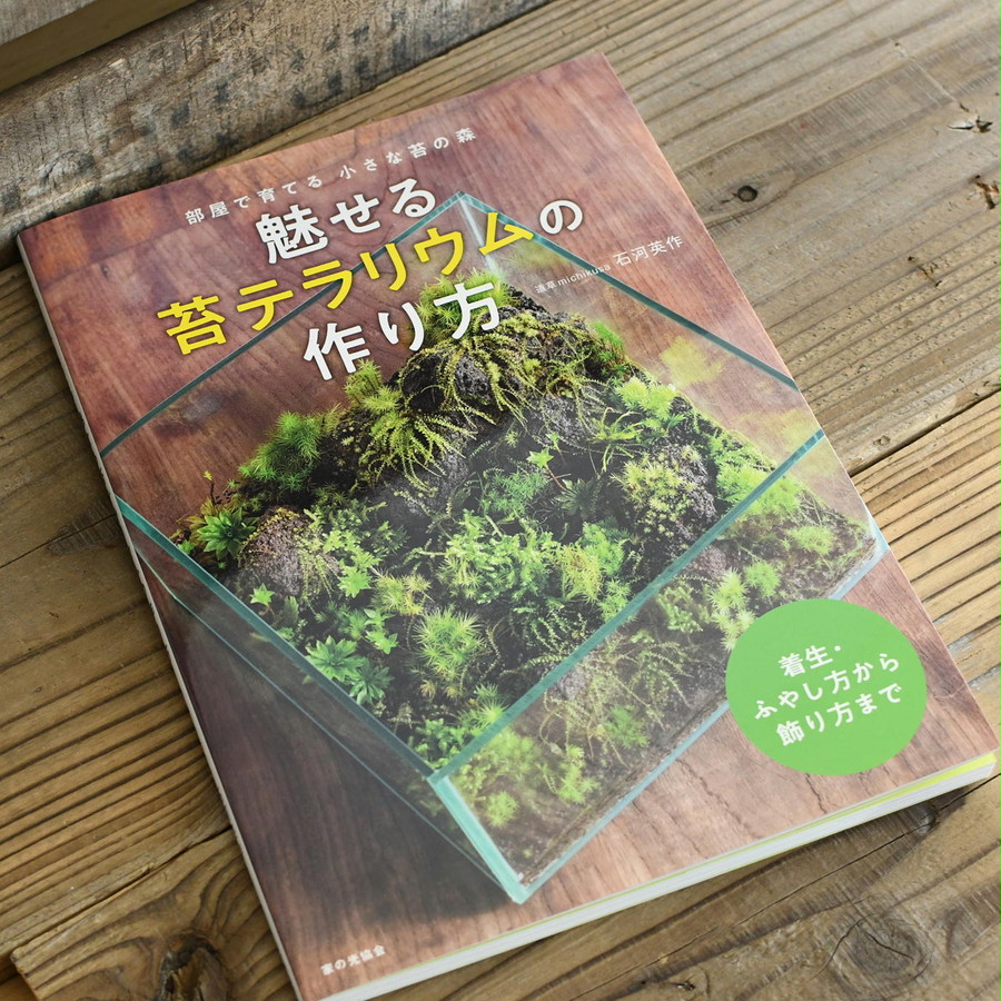 現物販売 着生苔石ホウオウゴケ 21 9 3 6 栽培容器付 苔テラリウム専門ショップ道草