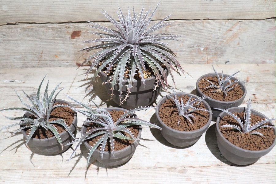 Dyckia 'Mercury' × 'Distortion' 親株 大株(夏後半の営業 Dyckia 'Mercury' × 'Distortion' 親株 大株(夏後半の営業