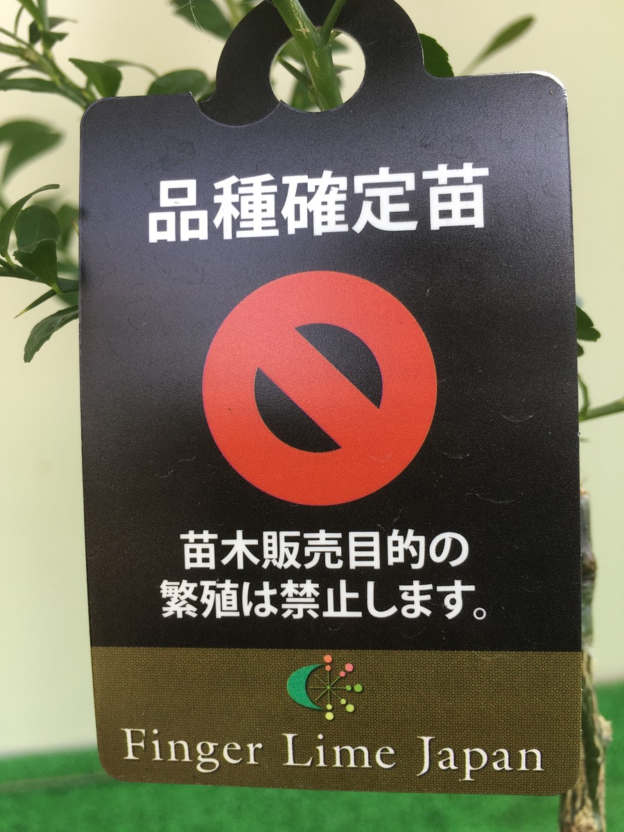 大苗 フィンガーライム Green Orb グリーンオーブ 2年生21 ポット 品種確定済み 来年開花見込 結実確認 希少で貴重 やつデポ 八ヶ岳ボタニカルラボ