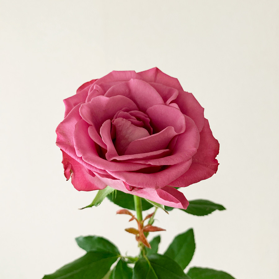 ローズブーケ ヤギパープル よいはな Yoihana 最高品質のお花をお届けするネット通販