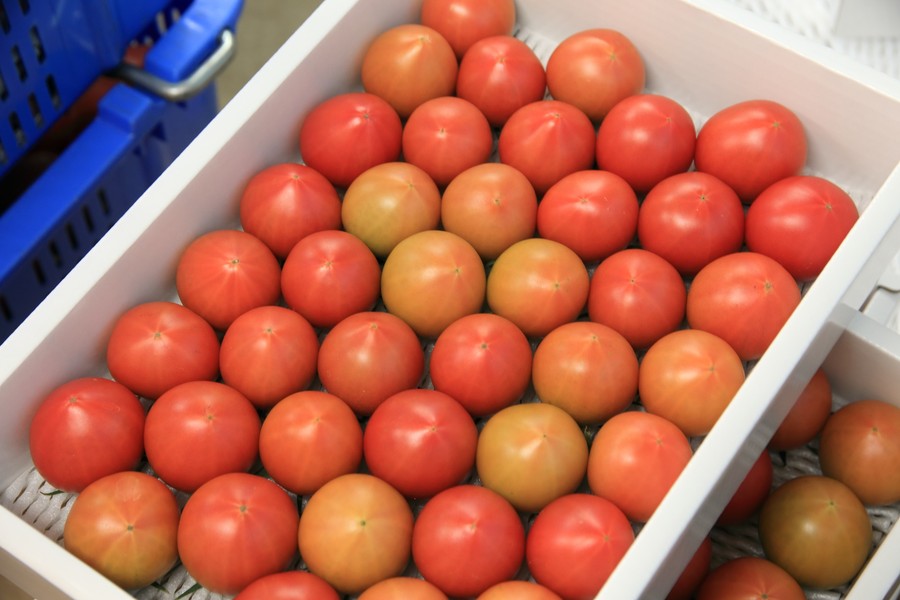 まっことうまい！水田さんのフルーツトマト2kg | いの町特産品オンラインショップ
