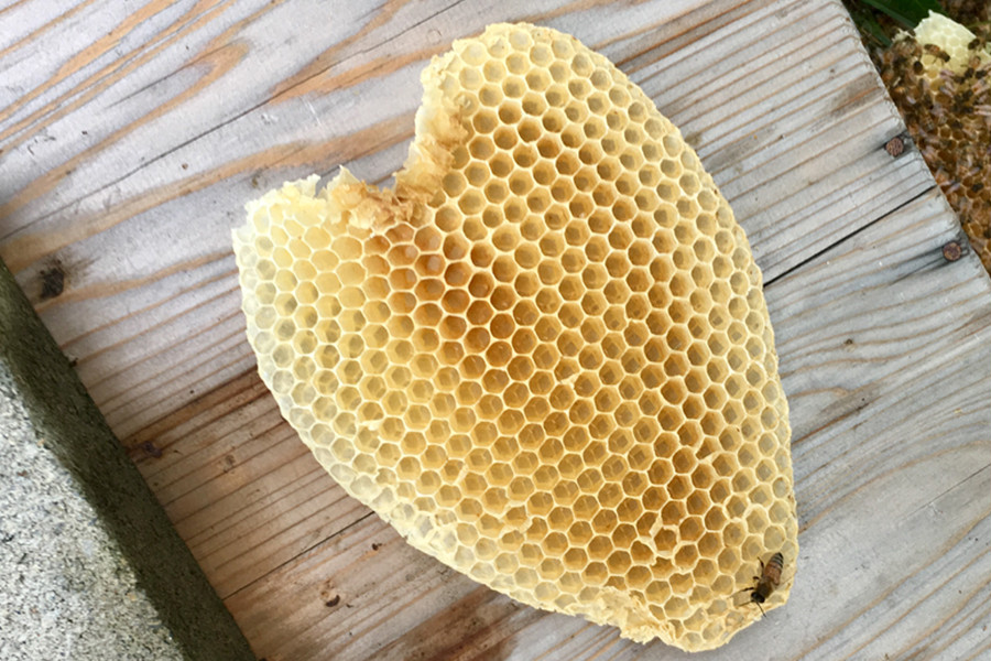 生はちみつ専門店 国産蜂蜜の通販 販売 Shinobee Honey