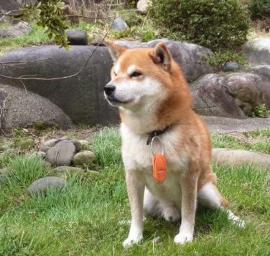 虫よけギア 犬 ペット 虫よけ アウトドア 自然 パラキート 山 キャンピング キャンプ小物 蚊 ノミ ダニ キャンプ 庭 バーベキュー ベランピング 犬 アウトドア店 ロッコウウルフ Rokkowolf