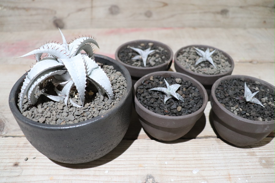 送料無料】braunii seedling〔ディッキア〕現品発送D0278 | plane plants