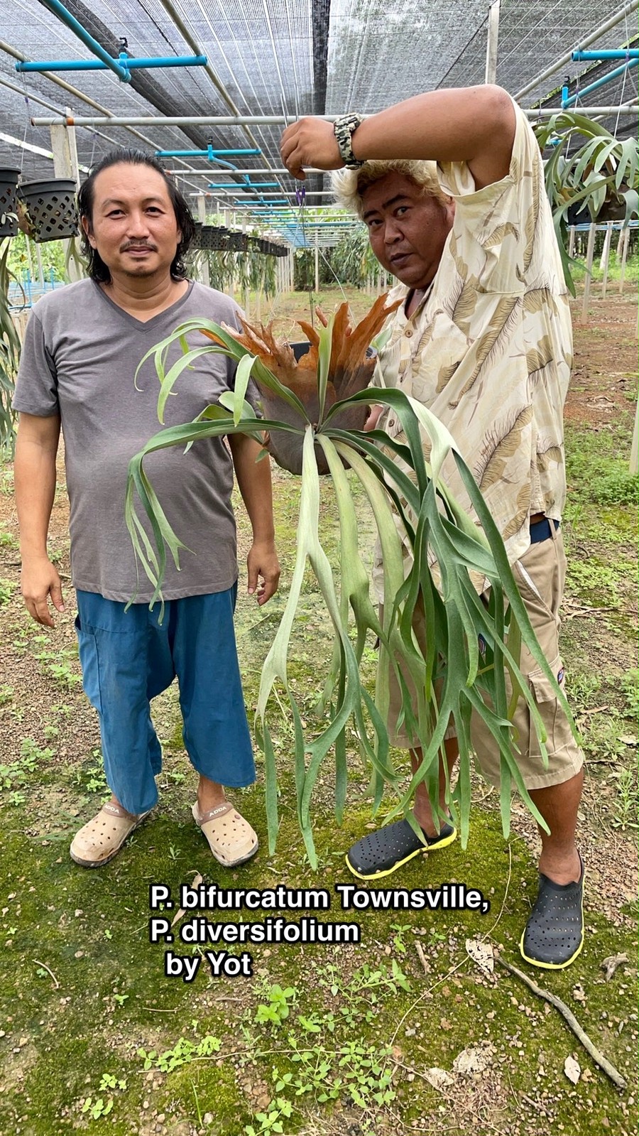 ビカクシダP.veitchii×P.diversifolium 交配種 子株 - 植物/観葉植物