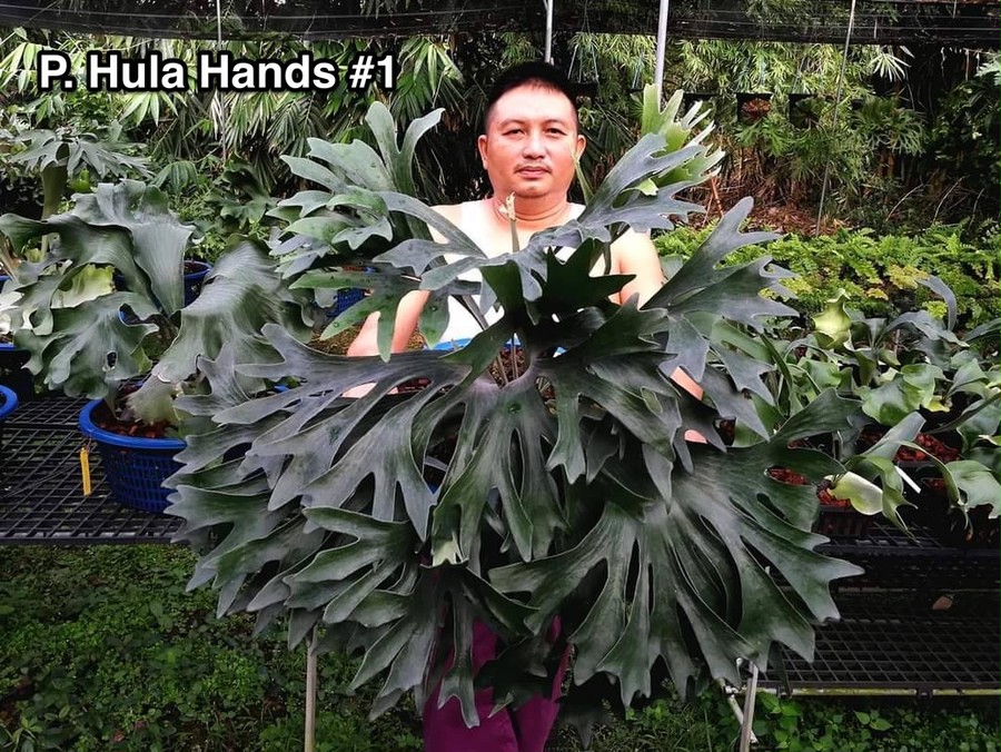 P.Hillii Hula Hands #1【artPLANTs】ビカクシダ/Platycerium