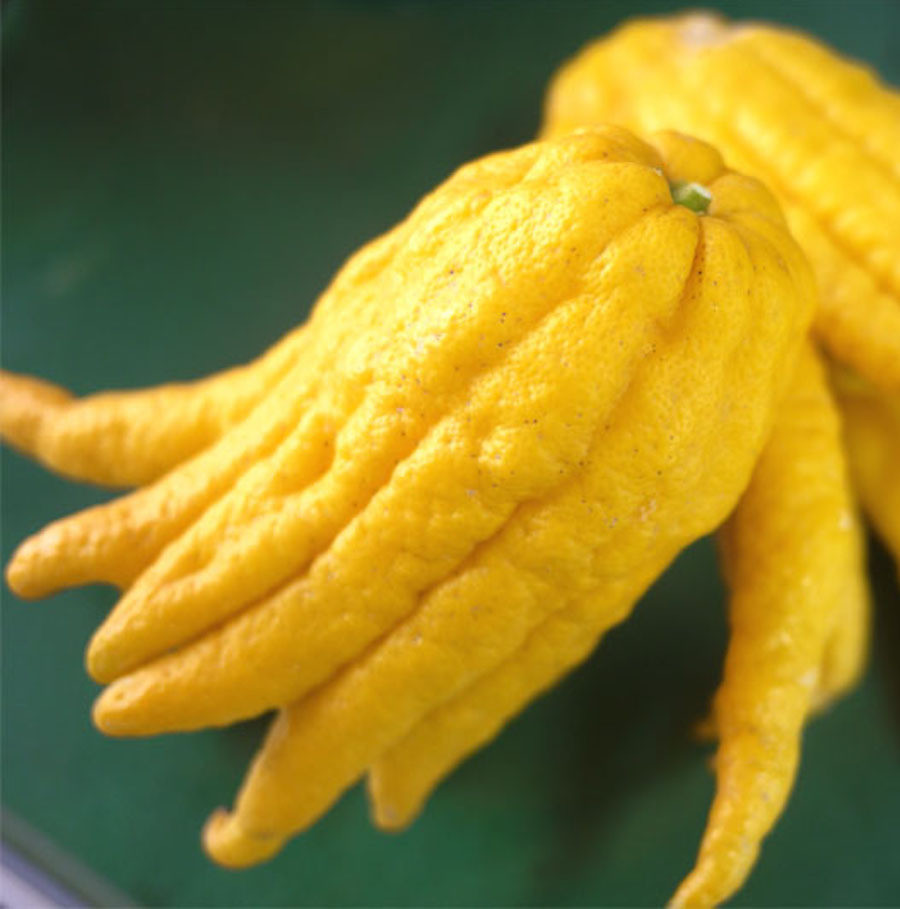 Buddha hand citrus