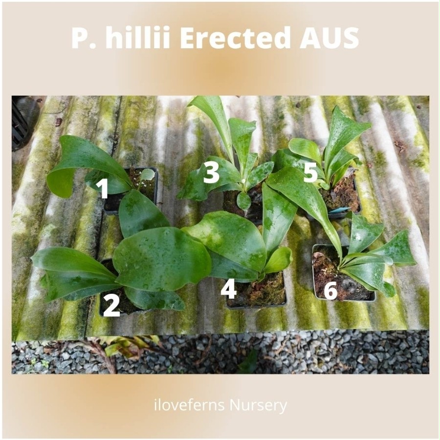 P.Hillii Erected AUS【artPLANTs】ビカクシダ/Platycerium