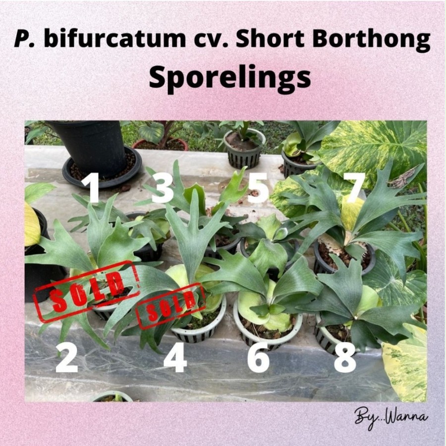 P.Bifurcatum cv. Short Borthong Sporelings【artPLANTs】ビカクシダ