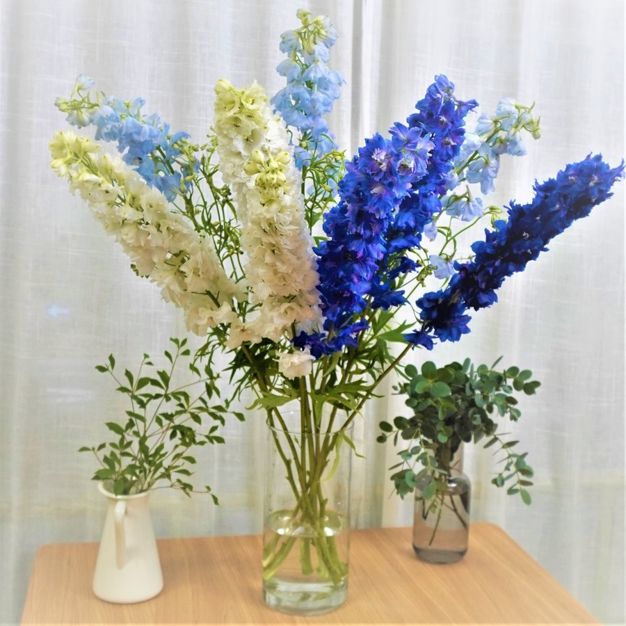 デルフィニウム ボルクレイド 10本 よいはな Yoihana 最高品質のお花をお届けするネット通販