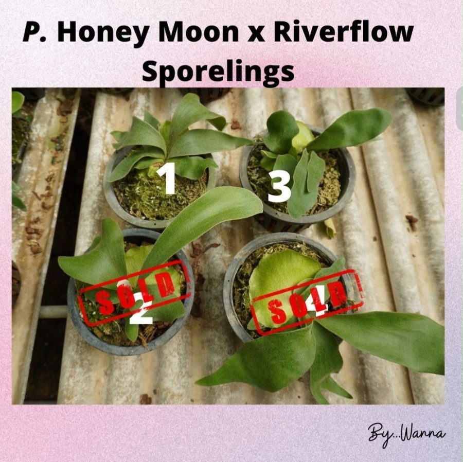 P.Honey Moon × P.Riverflow Sporelings 【iloveferns】ビカクシダ