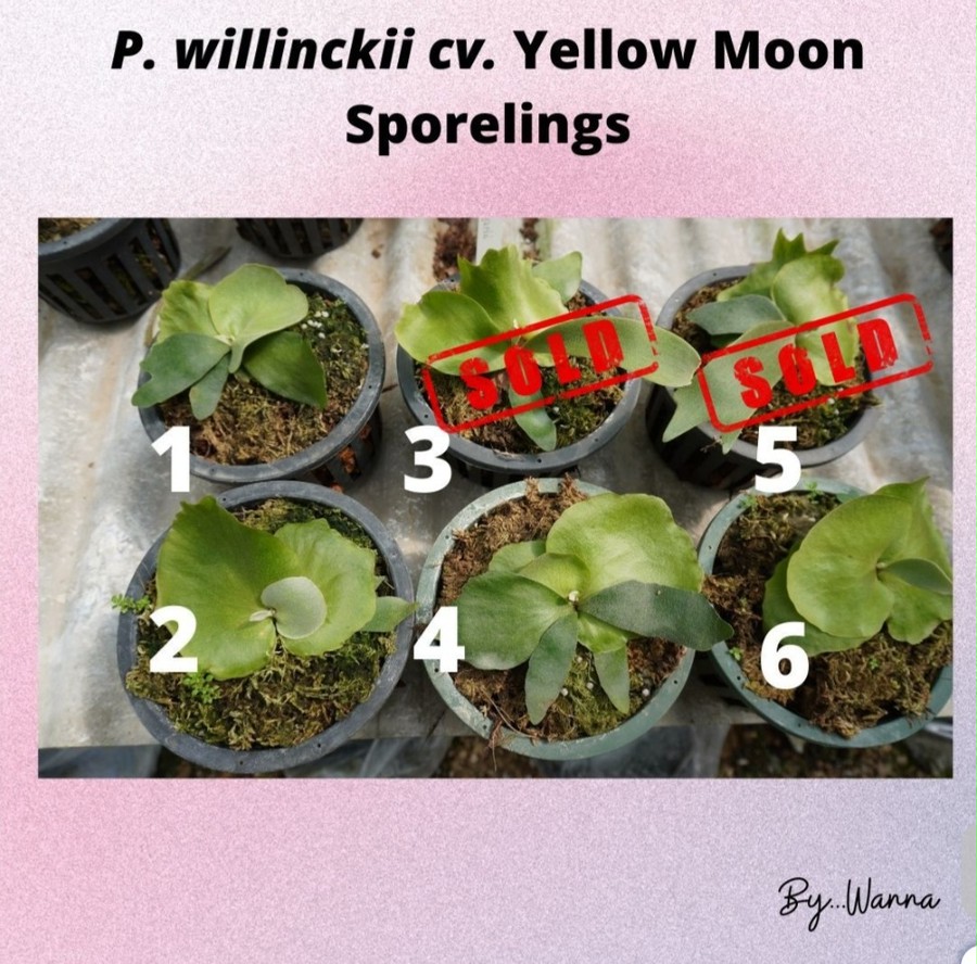 ビカクシダ イエロームーン P.willinckii 'Yellow Moon'
