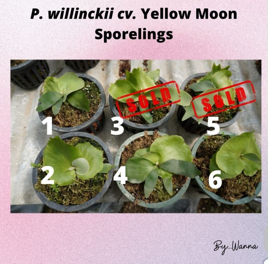 P.Willinckii cv. Yellow Moon Sporelings 【iloveferns】ビカクシダ